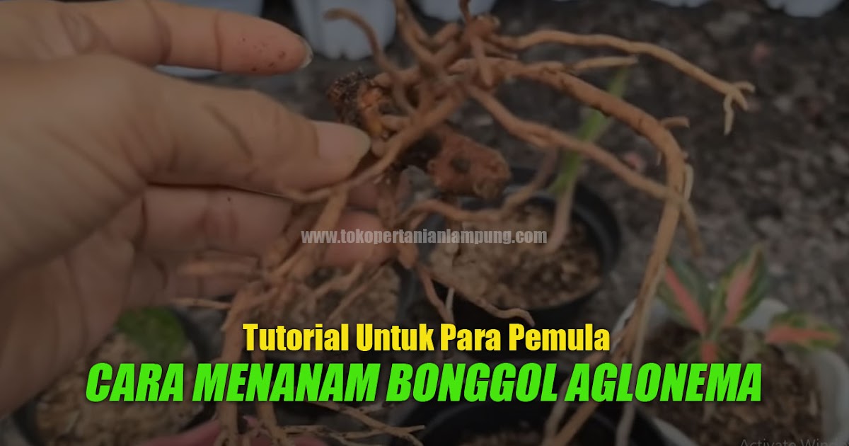 Cara Menanam Bonggol Aglonema Beli Online. Simak, Cara Menanam Bonggol Aglonema 100% BERHASIL