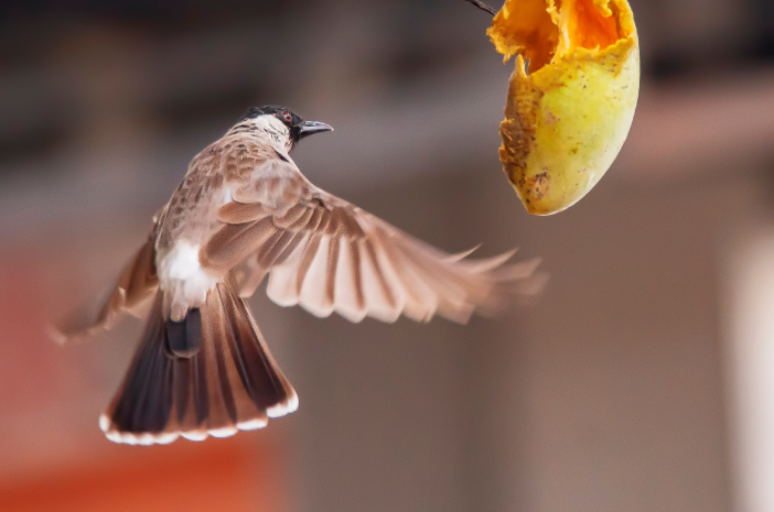 Cara Membuat Chirpy Twitter. Berbagai Jenis Makanan yang Menyehatkan Burung Kutilang