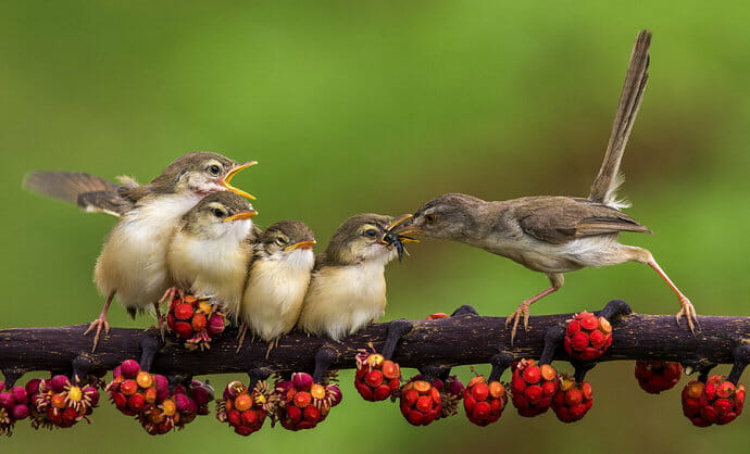 Cara Membuat Chirpy Twitter. Pakan Burung Ciblek Agar Cepat Gacor, Ngalas, dan Ngebren