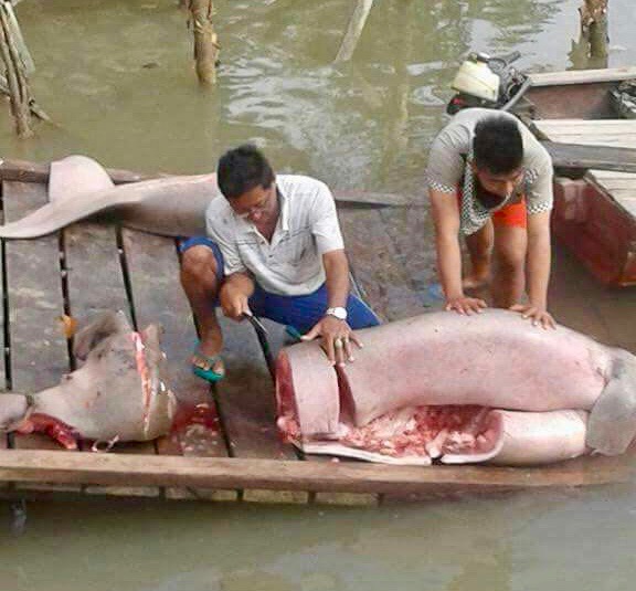 Akun Facebook Tidak Ditemukan. Dugong Ditemukan Mati dan Dipotong-potong di Sungai Sempur